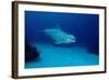 Bottlenose Dolphin Swimming (Tursiops Truncatus).-Reinhard Dirscherl-Framed Photographic Print