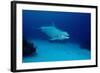 Bottlenose Dolphin Swimming (Tursiops Truncatus).-Reinhard Dirscherl-Framed Photographic Print