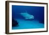 Bottlenose Dolphin Swimming (Tursiops Truncatus).-Reinhard Dirscherl-Framed Photographic Print
