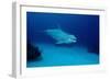 Bottlenose Dolphin Swimming (Tursiops Truncatus).-Reinhard Dirscherl-Framed Photographic Print