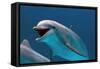 Bottlenose Dolphin Swimming Underwater-Augusto Leandro Stanzani-Framed Stretched Canvas