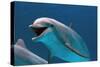 Bottlenose Dolphin Swimming Underwater-Augusto Leandro Stanzani-Stretched Canvas