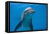 Bottlenose Dolphin Swimming Underwater-Augusto Leandro Stanzani-Framed Stretched Canvas