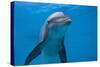 Bottlenose Dolphin Swimming Underwater-Augusto Leandro Stanzani-Stretched Canvas