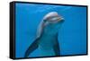 Bottlenose Dolphin Swimming Underwater-Augusto Leandro Stanzani-Framed Stretched Canvas