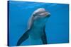 Bottlenose Dolphin Swimming Underwater-Augusto Leandro Stanzani-Stretched Canvas
