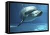 Bottlenose Dolphin Swimming Underwater-Augusto Leandro Stanzani-Framed Stretched Canvas