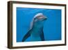 Bottlenose Dolphin Swimming Underwater-Augusto Leandro Stanzani-Framed Photographic Print