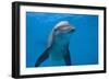 Bottlenose Dolphin Swimming Underwater-Augusto Leandro Stanzani-Framed Photographic Print