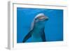 Bottlenose Dolphin Swimming Underwater-Augusto Leandro Stanzani-Framed Photographic Print