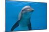 Bottlenose Dolphin Swimming Underwater-Augusto Leandro Stanzani-Mounted Photographic Print