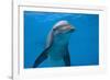 Bottlenose Dolphin Swimming Underwater-Augusto Leandro Stanzani-Framed Photographic Print