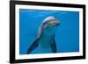 Bottlenose Dolphin Swimming Underwater-Augusto Leandro Stanzani-Framed Photographic Print