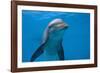 Bottlenose Dolphin Swimming Underwater-Augusto Leandro Stanzani-Framed Photographic Print