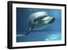 Bottlenose Dolphin Swimming Underwater-Augusto Leandro Stanzani-Framed Photographic Print