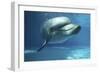 Bottlenose Dolphin Swimming Underwater-Augusto Leandro Stanzani-Framed Photographic Print