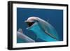 Bottlenose Dolphin Swimming Underwater-Augusto Leandro Stanzani-Framed Photographic Print