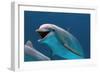 Bottlenose Dolphin Swimming Underwater-Augusto Leandro Stanzani-Framed Photographic Print