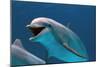 Bottlenose Dolphin Swimming Underwater-Augusto Leandro Stanzani-Mounted Photographic Print