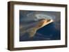 Bottlenose dolphin(tursiops truncatus) A bottlenose dolphin surfaces in a silky sea. Canary Islands-Christopher Swann-Framed Photographic Print