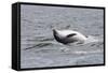 Bottlenose Dolphin (Tursiops Truncatus) Adult Spy-Hopping, Rolling over Backwards, Moray Firth, UK-John Macpherson-Framed Stretched Canvas