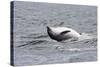 Bottlenose Dolphin (Tursiops Truncatus) Adult Spy-Hopping, Rolling over Backwards, Moray Firth, UK-John Macpherson-Stretched Canvas