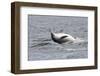 Bottlenose Dolphin (Tursiops Truncatus) Adult Spy-Hopping, Rolling over Backwards, Moray Firth, UK-John Macpherson-Framed Photographic Print