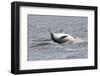 Bottlenose Dolphin (Tursiops Truncatus) Adult Spy-Hopping, Rolling over Backwards, Moray Firth, UK-John Macpherson-Framed Photographic Print