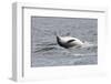 Bottlenose Dolphin (Tursiops Truncatus) Adult Spy-Hopping, Rolling over Backwards, Moray Firth, UK-John Macpherson-Framed Photographic Print