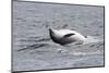 Bottlenose Dolphin (Tursiops Truncatus) Adult Spy-Hopping, Rolling over Backwards, Moray Firth, UK-John Macpherson-Mounted Photographic Print