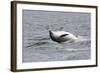 Bottlenose Dolphin (Tursiops Truncatus) Adult Spy-Hopping, Rolling over Backwards, Moray Firth, UK-John Macpherson-Framed Photographic Print