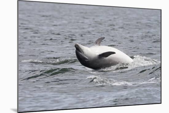 Bottlenose Dolphin (Tursiops Truncatus) Adult Spy-Hopping, Rolling over Backwards, Moray Firth, UK-John Macpherson-Mounted Photographic Print