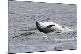 Bottlenose Dolphin (Tursiops Truncatus) Adult Spy-Hopping, Rolling over Backwards, Moray Firth, UK-John Macpherson-Mounted Photographic Print