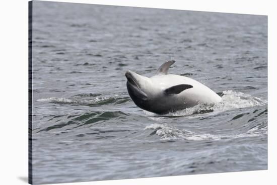 Bottlenose Dolphin (Tursiops Truncatus) Adult Spy-Hopping, Rolling over Backwards, Moray Firth, UK-John Macpherson-Stretched Canvas