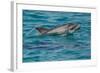 Bottlenose Dolphin (Tursiops Truncatus) Baby Age Two Weeks Porpoising, Sado Estuary, Portugal-Pedro Narra-Framed Photographic Print