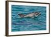 Bottlenose Dolphin (Tursiops Truncatus) Baby Age Two Weeks Porpoising, Sado Estuary, Portugal-Pedro Narra-Framed Photographic Print