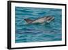 Bottlenose Dolphin (Tursiops Truncatus) Baby Age Two Weeks Porpoising, Sado Estuary, Portugal-Pedro Narra-Framed Photographic Print