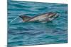 Bottlenose Dolphin (Tursiops Truncatus) Baby Age Two Weeks Porpoising, Sado Estuary, Portugal-Pedro Narra-Mounted Photographic Print