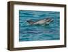 Bottlenose Dolphin (Tursiops Truncatus) Baby Age Two Weeks Porpoising, Sado Estuary, Portugal-Pedro Narra-Framed Photographic Print