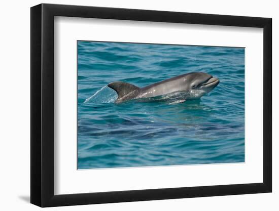 Bottlenose Dolphin (Tursiops Truncatus) Baby Age Two Weeks Porpoising, Sado Estuary, Portugal-Pedro Narra-Framed Photographic Print