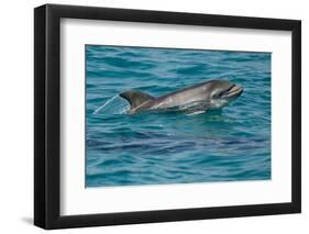 Bottlenose Dolphin (Tursiops Truncatus) Baby Age Two Weeks Porpoising, Sado Estuary, Portugal-Pedro Narra-Framed Photographic Print