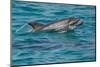 Bottlenose Dolphin (Tursiops Truncatus) Baby Age Two Weeks Porpoising, Sado Estuary, Portugal-Pedro Narra-Mounted Photographic Print