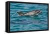 Bottlenose Dolphin (Tursiops Truncatus) Baby Age Two Weeks Porpoising, Sado Estuary, Portugal-Pedro Narra-Framed Stretched Canvas