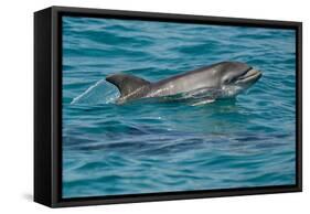 Bottlenose Dolphin (Tursiops Truncatus) Baby Age Two Weeks Porpoising, Sado Estuary, Portugal-Pedro Narra-Framed Stretched Canvas