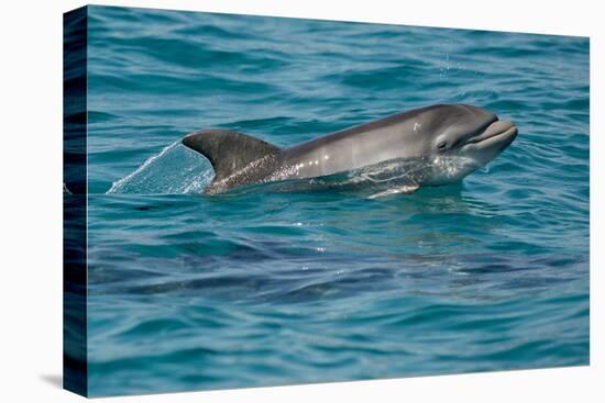 Bottlenose Dolphin (Tursiops Truncatus) Baby Age Two Weeks Porpoising, Sado Estuary, Portugal-Pedro Narra-Stretched Canvas