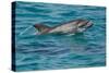 Bottlenose Dolphin (Tursiops Truncatus) Baby Age Two Weeks Porpoising, Sado Estuary, Portugal-Pedro Narra-Stretched Canvas
