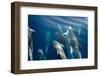 Bottlenose dolphin (Tursiops truncatus) bowriding dolphins illuminated by the sun, Azores-Christopher Swann-Framed Photographic Print