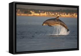 Bottlenose Dolphin (Tursiops Truncatus) Breaching in Evening Light, Moray Firth, Scotland, UK-John Macpherson-Framed Stretched Canvas