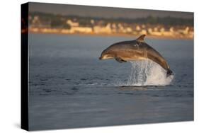 Bottlenose Dolphin (Tursiops Truncatus) Breaching in Evening Light, Moray Firth, Scotland, UK-John Macpherson-Stretched Canvas