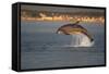 Bottlenose Dolphin (Tursiops Truncatus) Breaching in Evening Light, Moray Firth, Scotland, UK-John Macpherson-Framed Stretched Canvas